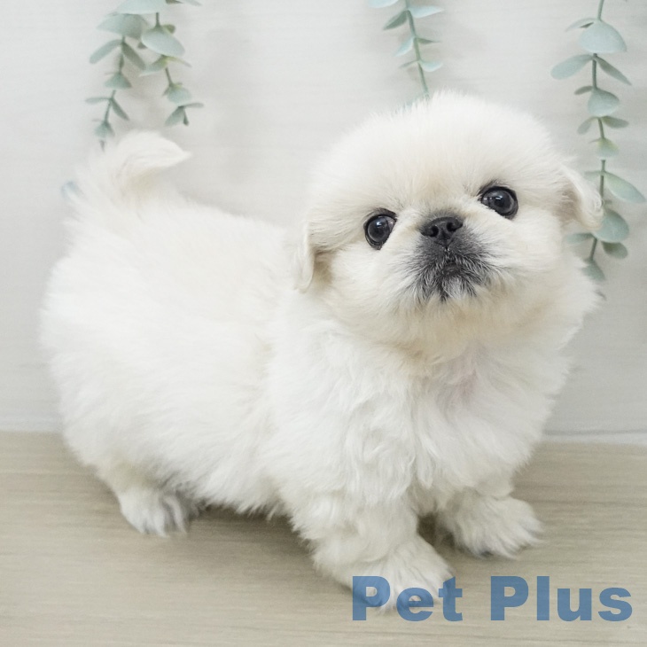 ペキニーズの写真2