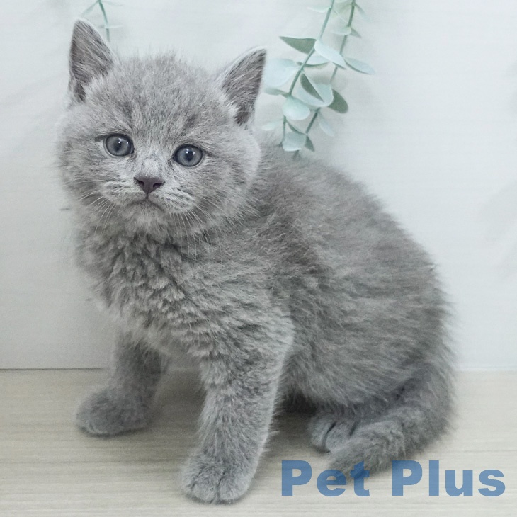 スコティッシュフォールドの写真2