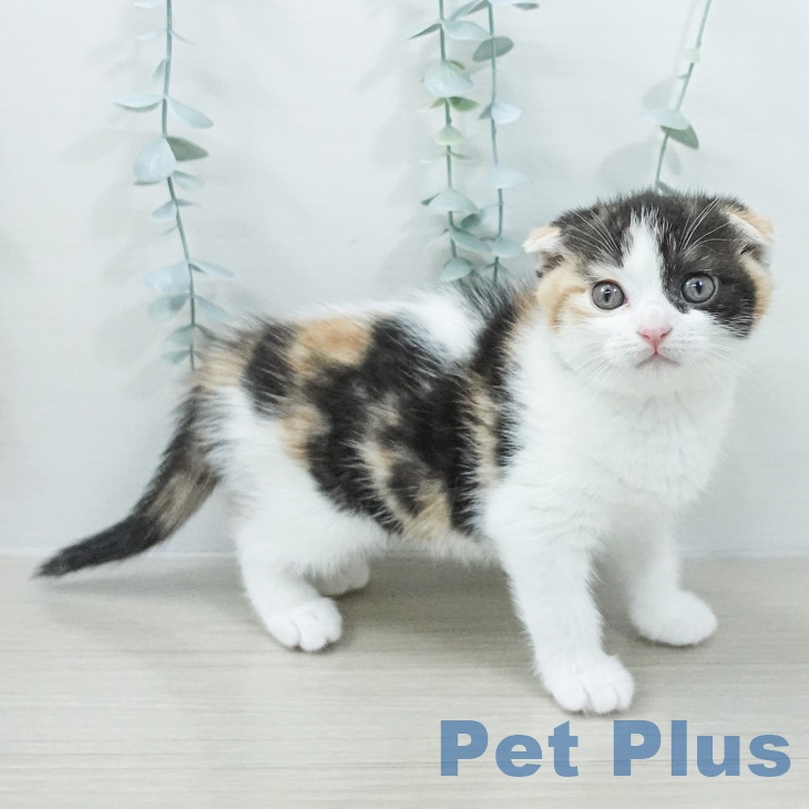 スコティッシュフォールド