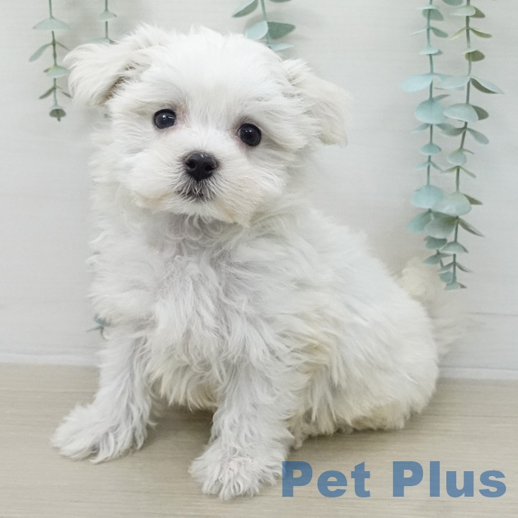 マルチーズの写真2