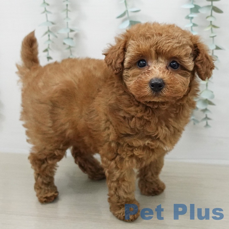 千葉県のトイプードル(トイ) (ペットプラス 船橋店/2026年2月21日生まれ/女の子/レッド)の子犬の1枚目の画像