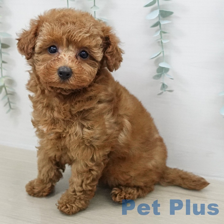 千葉県のトイプードル(トイ) (ペットプラス 船橋店/2026年2月21日生まれ/女の子/レッド)の子犬の2枚目の画像