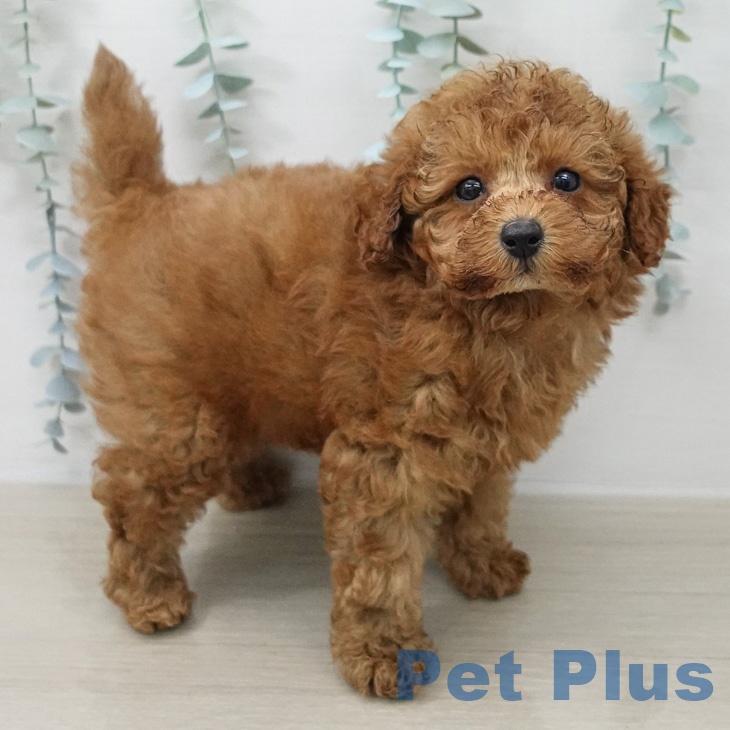 トイ・プードルの写真2