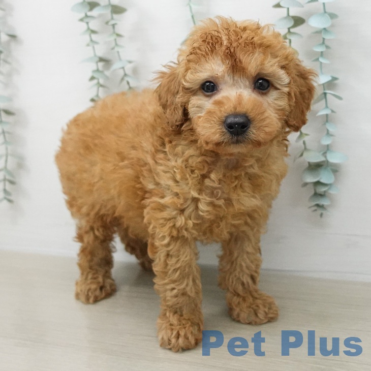 トイ・プードルの写真2