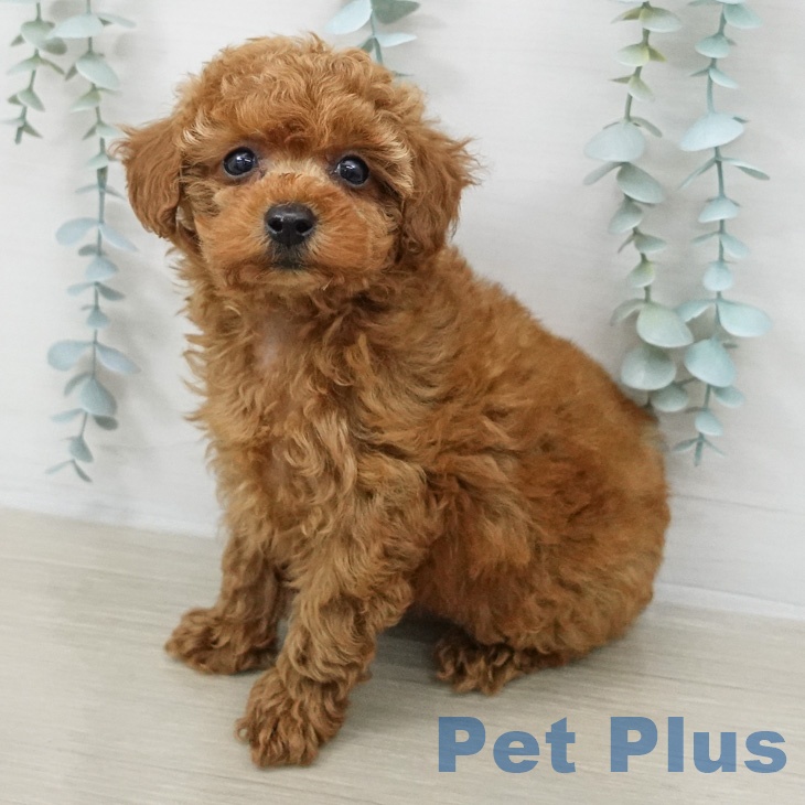 長野県のトイプードル(トイ) (ペットプラス 松本店/2026年2月21日生まれ/男の子/アプリコット)の子犬の1枚目の画像