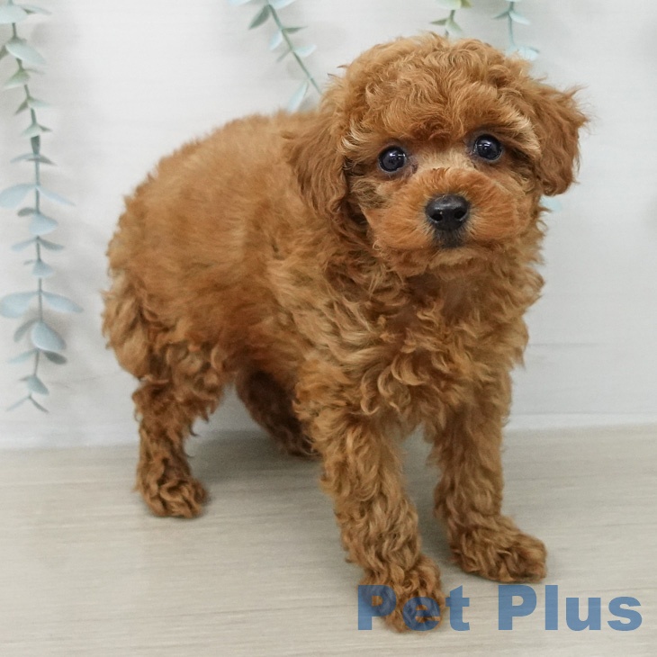 長野県のトイプードル(トイ) (ペットプラス 松本店/2026年2月21日生まれ/男の子/アプリコット)の子犬の2枚目の画像
