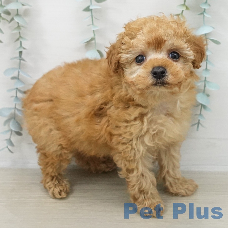 トイ・プードル