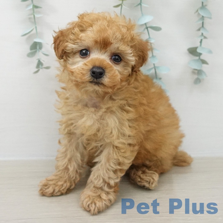 トイ・プードルの写真2