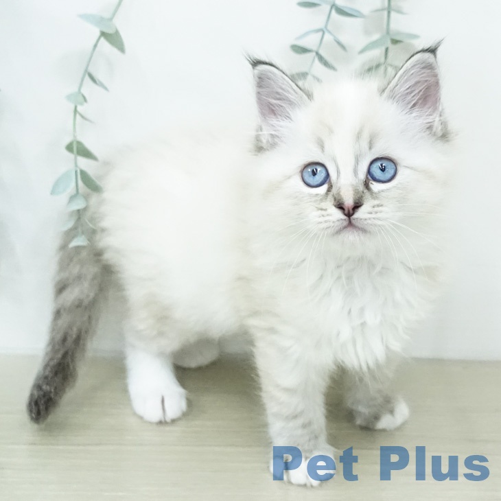 ラグドールの写真2