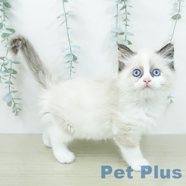 茨城県のラグドール (ペッツワン つくば店/2026年2月20日生まれ/女の子/トーティーポイントバイカラー)の子猫