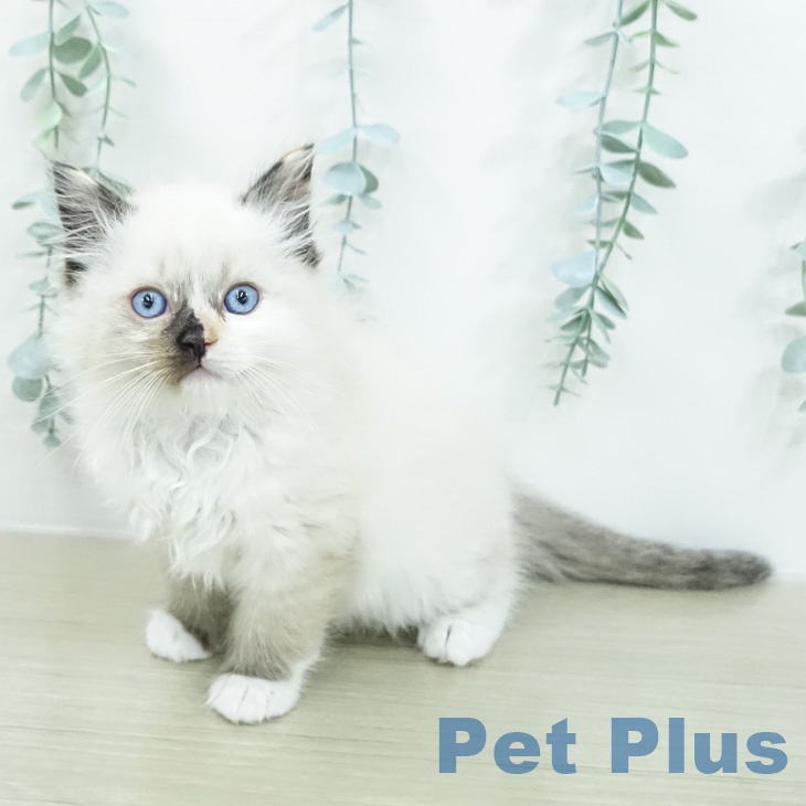 ラグドールの写真2