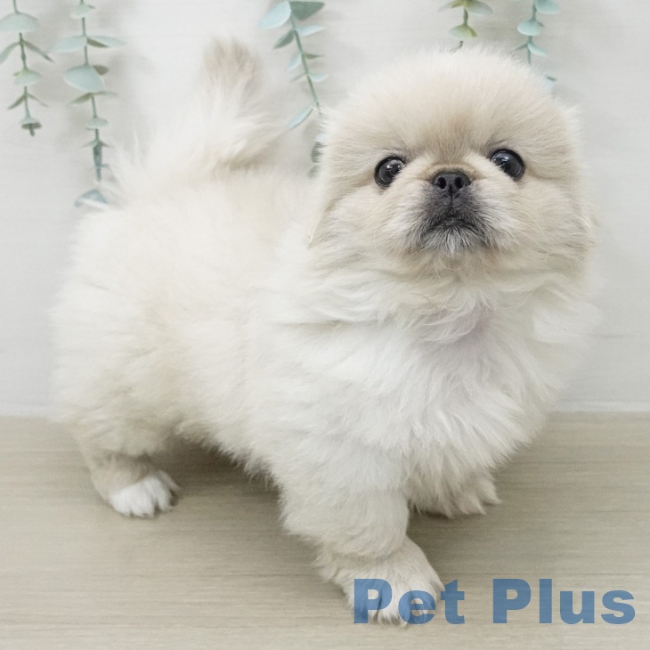 ペキニーズの写真2