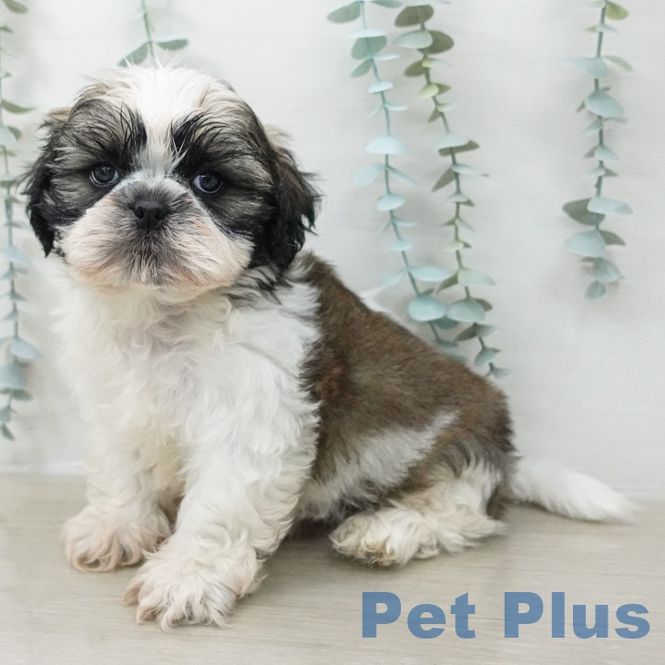 埼玉県のシーズー (ペットプラス クレアモール川越店/2026年2月18日生まれ/男の子/ホワイトゴールド)の子犬の1枚目の画像