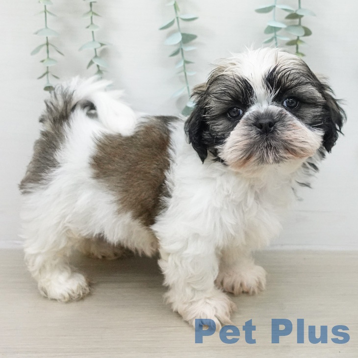 埼玉県のシーズー (ペットプラス クレアモール川越店/2026年2月18日生まれ/男の子/ホワイトゴールド)の子犬の2枚目の画像