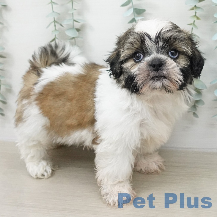 シー・ズーの写真2