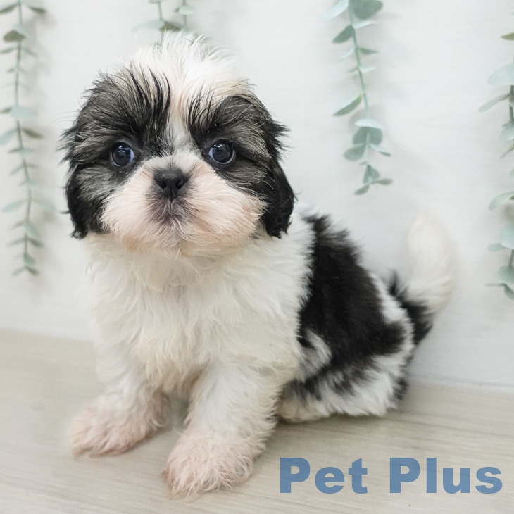 東京都のシーズー (ペットプラス 板橋店/2026年2月18日生まれ/女の子/ホワイトゴールド)の子犬の2枚目の画像