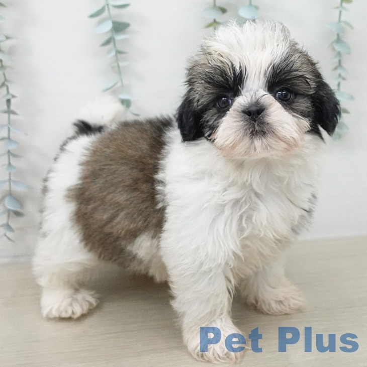 シー・ズーの写真2