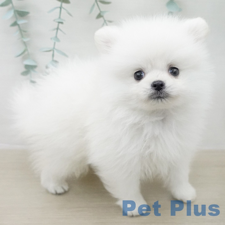 ポメラニアンの写真2