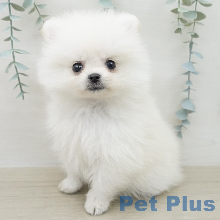 ポメラニアンの写真2