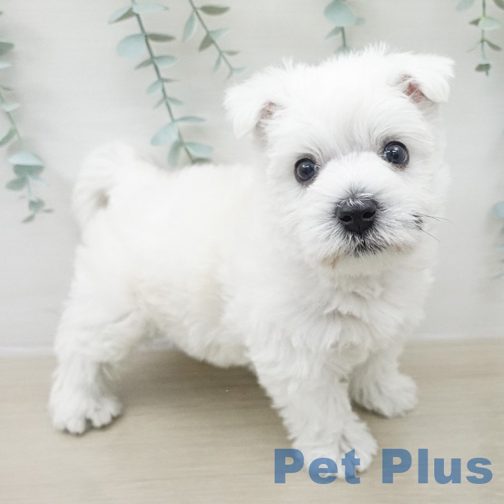 ウエスト・ハイランド・ホワイト・テリア