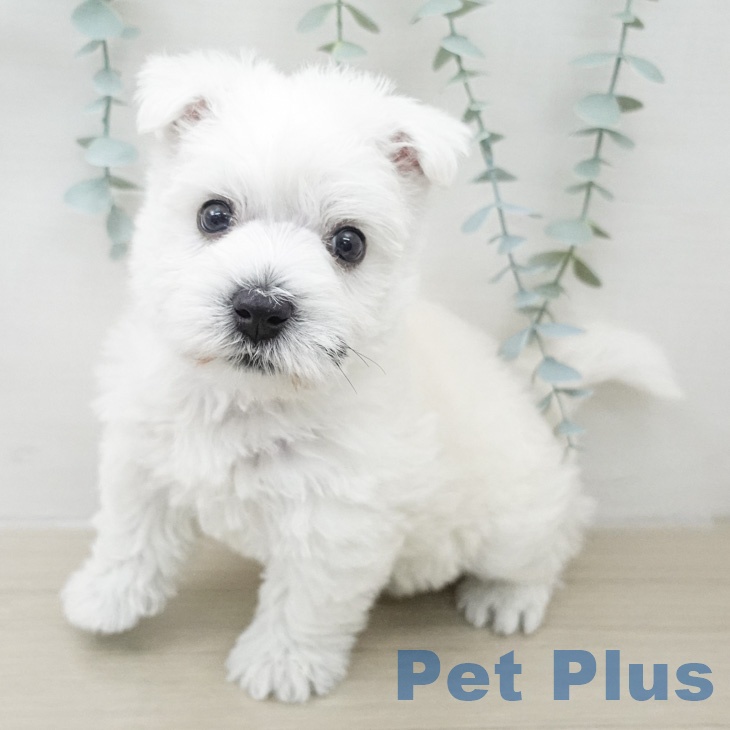 ウエスト・ハイランド・ホワイト・テリアの写真2