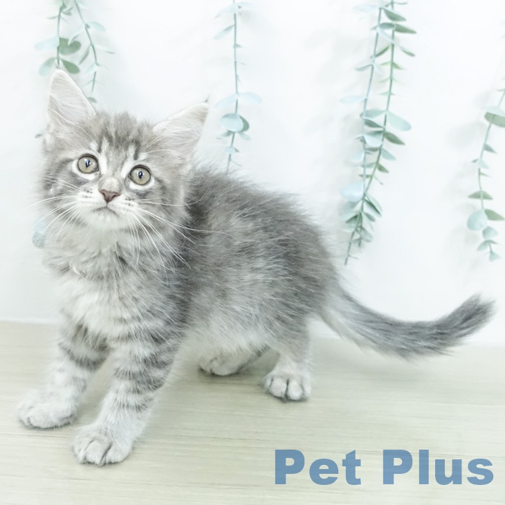 サイベリアンの写真2