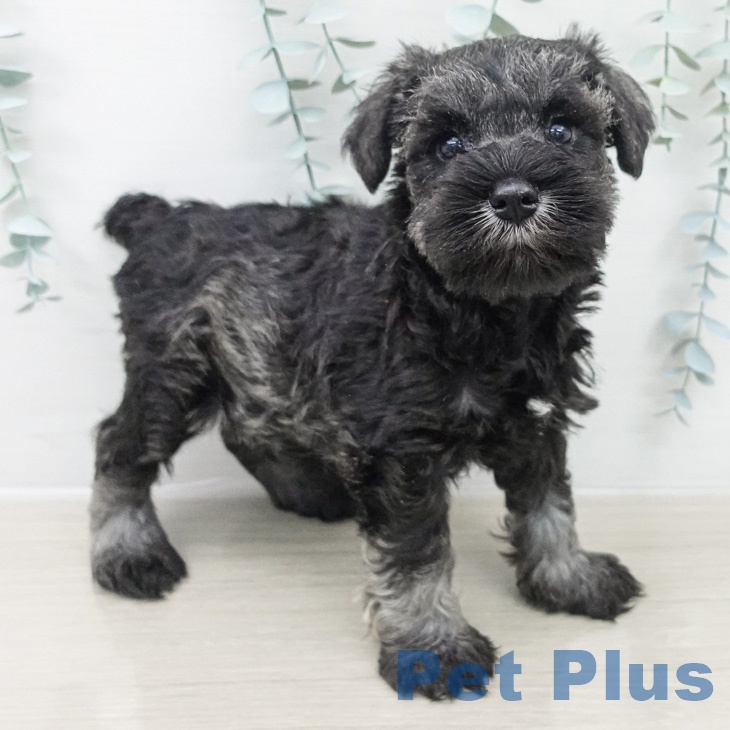 ミニチュア・シュナウザー