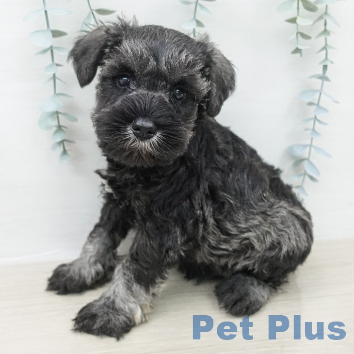 ミニチュア・シュナウザーの写真2