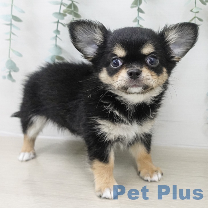 千葉県のチワワ(ロング) (ペットプラス 柏店/2026年2月21日生まれ/男の子/ブラックタンホワイト)の子犬の2枚目の画像
