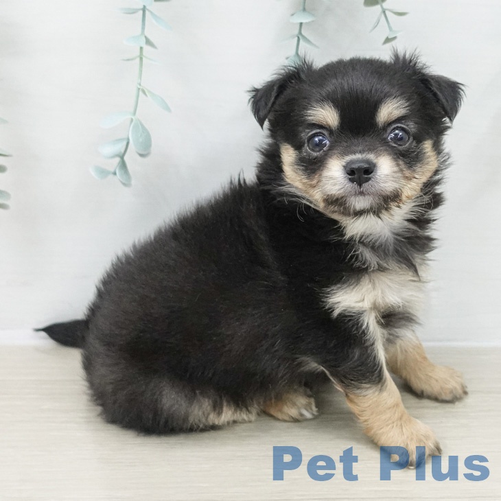 神奈川県のチワワ(ロング) (ペッツワン 小田原店/2026年2月12日生まれ/男の子/ブラックタン)の子犬の1枚目の画像