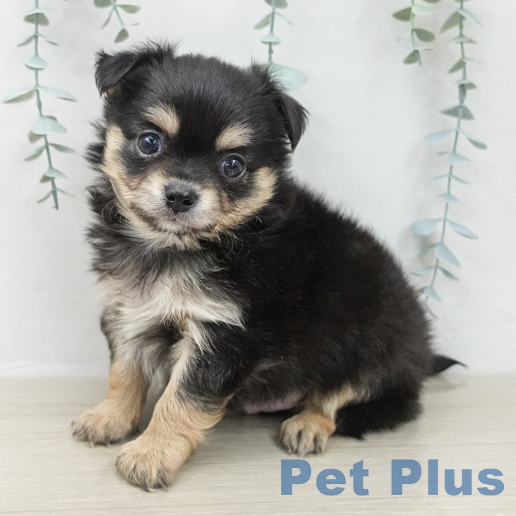 神奈川県のチワワ(ロング) (ペッツワン 小田原店/2026年2月12日生まれ/男の子/ブラックタン)の子犬の2枚目の画像