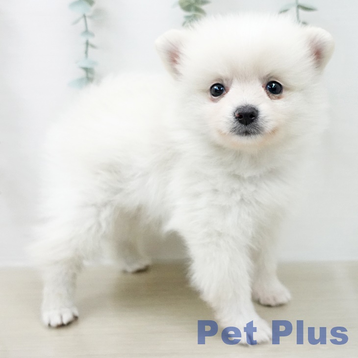 長野県のポメラニアン (ペットプラス 上田店/2026年2月20日生まれ/男の子/クリーム)の子犬