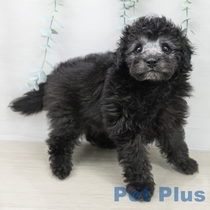 トイ・プードル