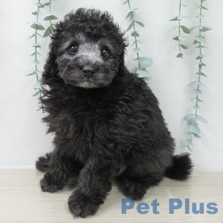 トイ・プードルの写真2