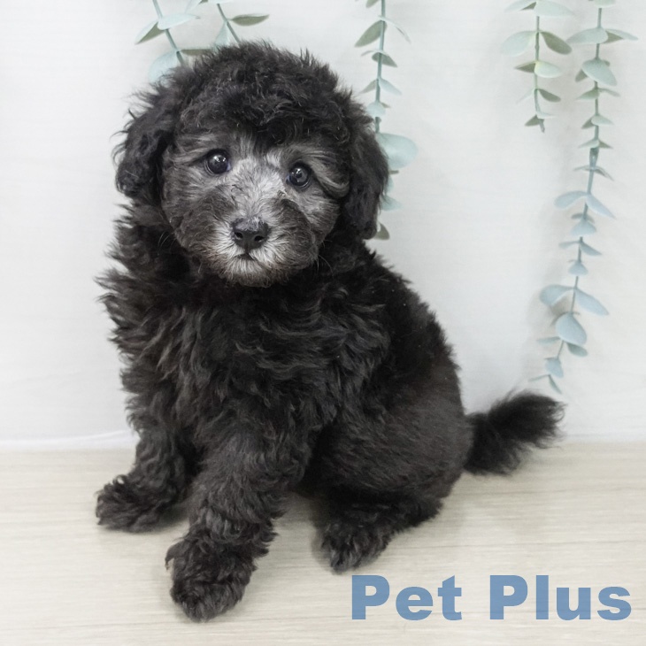 トイ・プードルの写真2