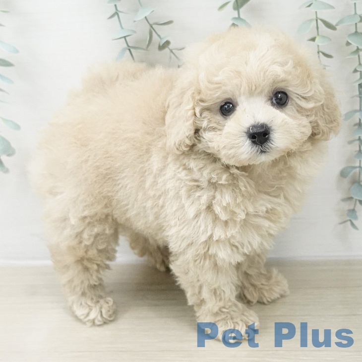 トイ・プードルの写真2