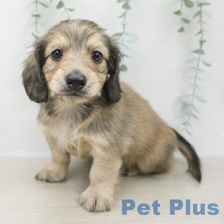 東京都のミニチュアダックスフンド(ロング) (ペットプラス 日の出店/2026年2月22日生まれ/男の子/シェーデットイエロー)の子犬の1枚目の画像