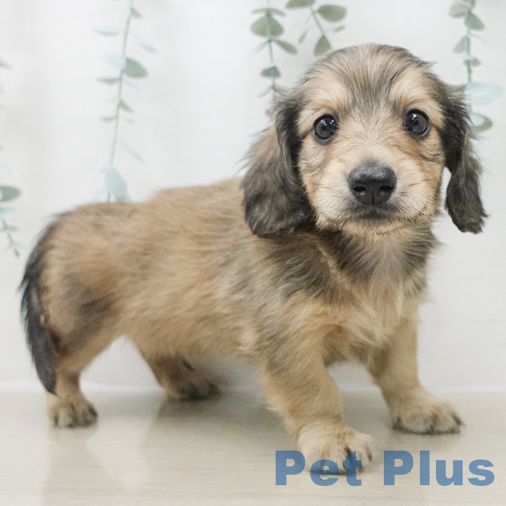 東京都のミニチュアダックスフンド(ロング) (ペットプラス 日の出店/2026年2月22日生まれ/男の子/シェーデットイエロー)の子犬の2枚目の画像