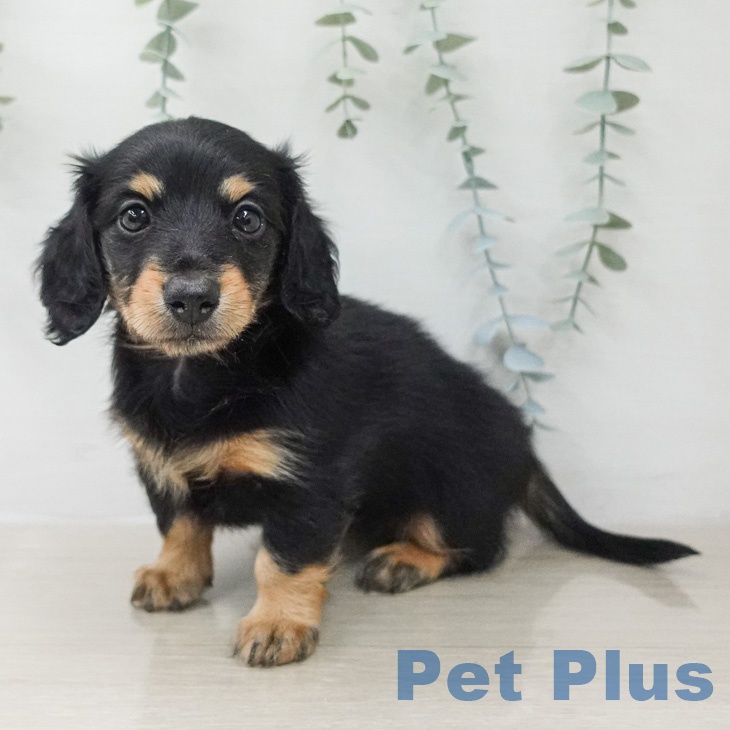 ミニチュア・ダックスフンド