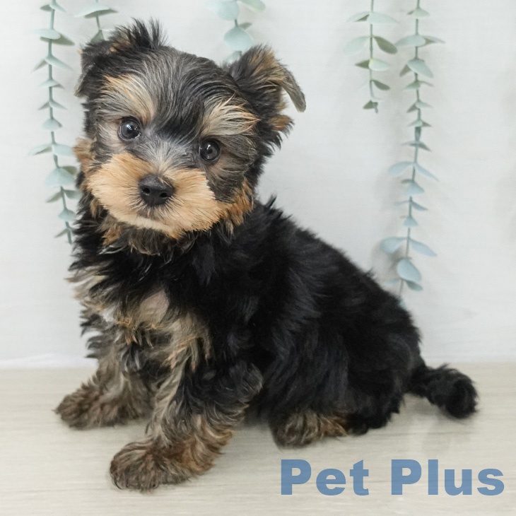 山梨県のヨークシャーテリア (ペットプラス 甲府国母店/2026年2月8日生まれ/男の子/スチールブルータン)の子犬