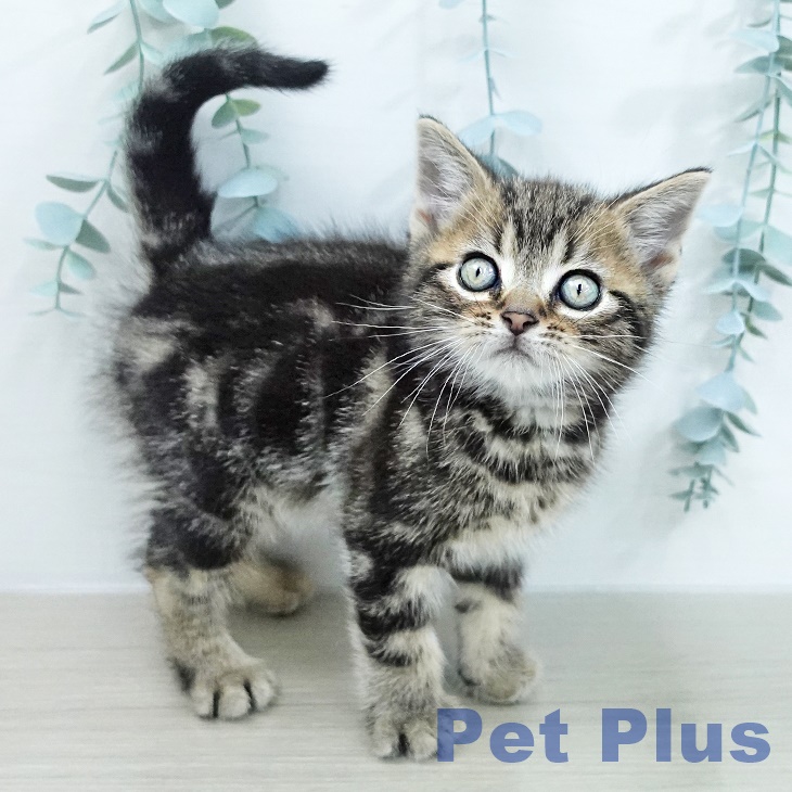 アメリカンショートヘアの写真2