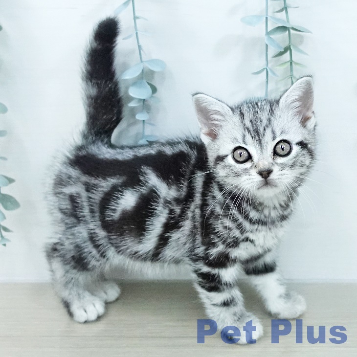 アメリカンショートヘア