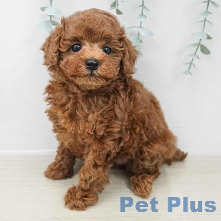 トイ・プードル