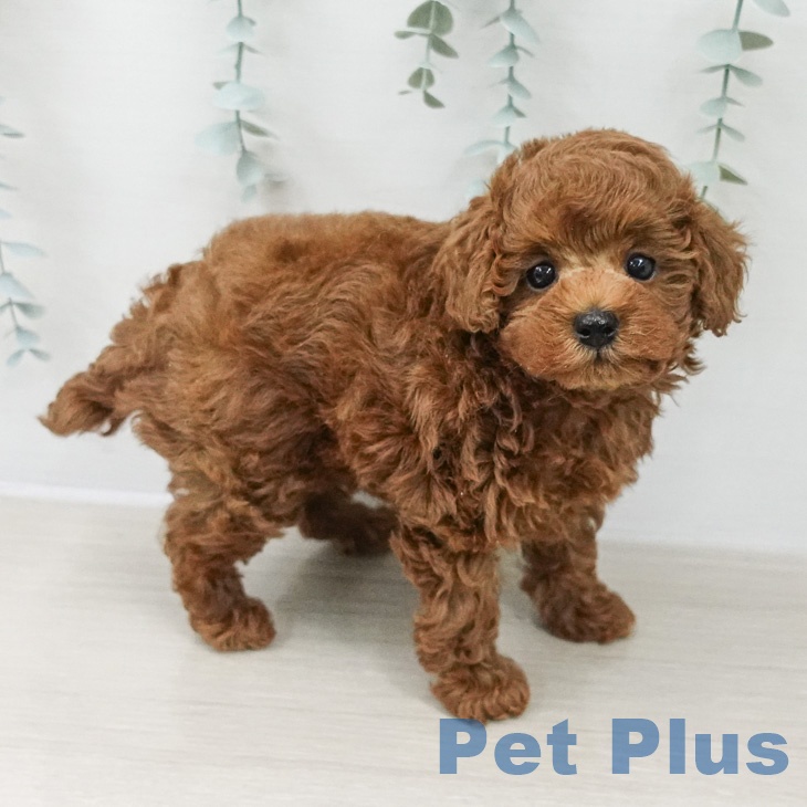 トイ・プードルの写真2