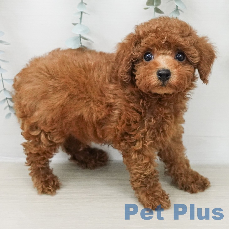 トイ・プードルの写真2