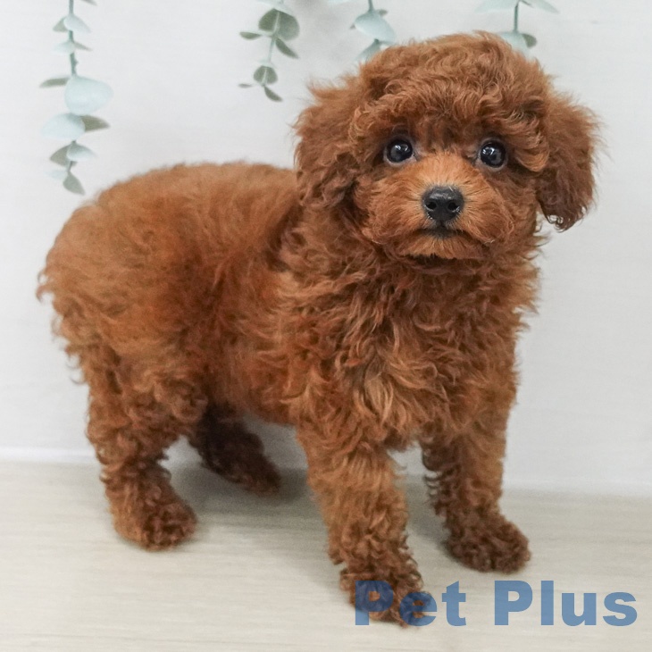 千葉県のトイプードル(トイ) (ペットプラス コトエ流山おおたかの森店/2026年2月23日生まれ/男の子/レッドフォーン)の子犬の1枚目の画像