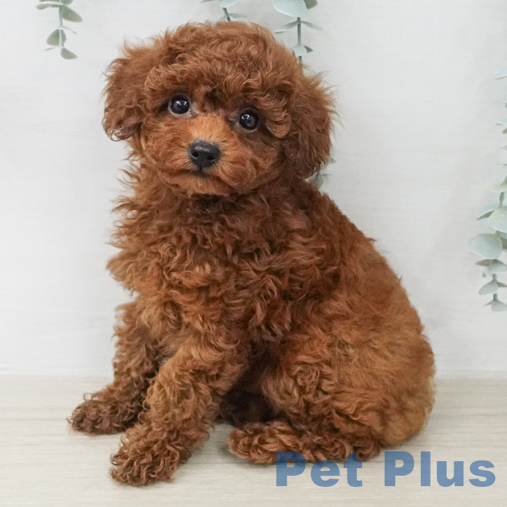 千葉県のトイプードル(トイ) (ペットプラス コトエ流山おおたかの森店/2026年2月23日生まれ/男の子/レッドフォーン)の子犬の2枚目の画像