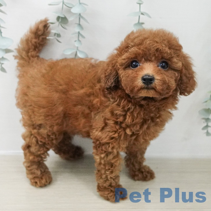 トイ・プードル