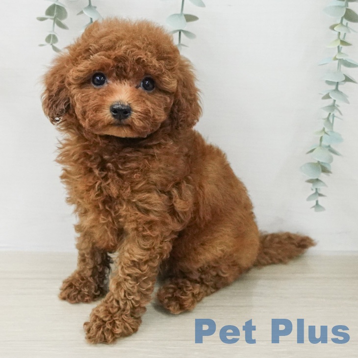 トイ・プードルの写真2