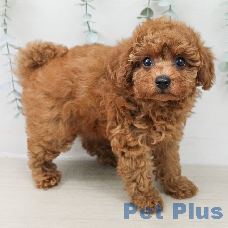 トイ・プードルの写真2